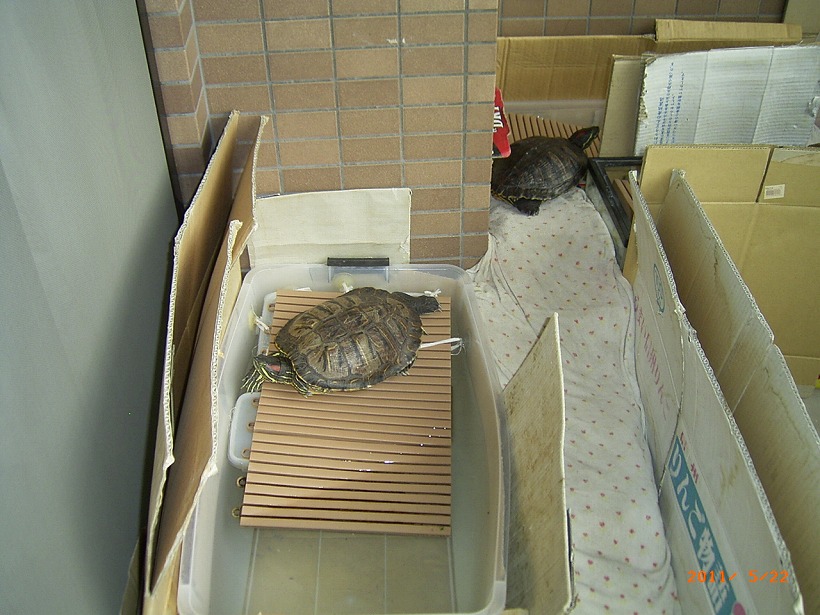 �T�o�J�����`�ʐ^�ҁi�~�h���K���̎ʐ^�j�`�Ȃ�j�v���g�o