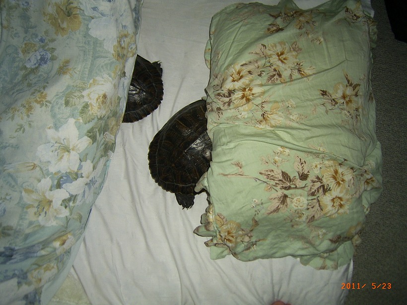 �T�o�J�����`�ʐ^�ҁi�~�h���K���̎ʐ^�j�`�Ȃ�j�v���g�o