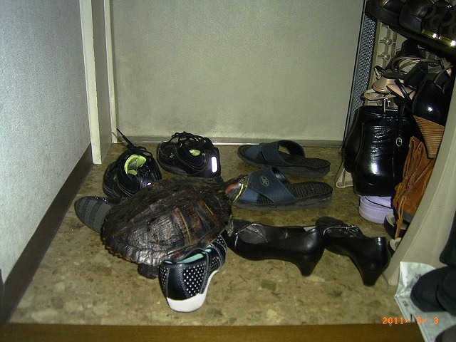 �T�o�J�����`�ʐ^�ҁi�~�h���K���̎ʐ^�j�`�Ȃ�j�v���g�o