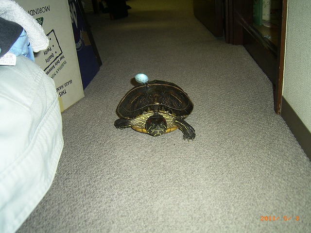 �T�o�J�����`�ʐ^�ҁi�~�h���K���̎ʐ^�j�`�Ȃ�j�v���g�o