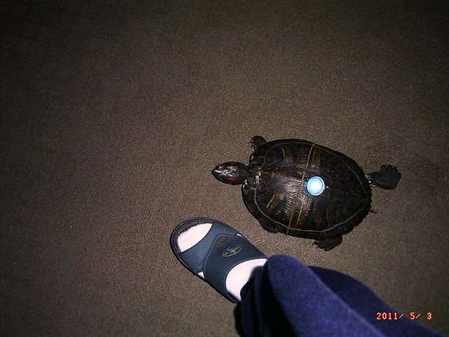 �T�o�J�����`�ʐ^�ҁi�~�h���K���̎ʐ^�j�`�Ȃ�j�v���g�o