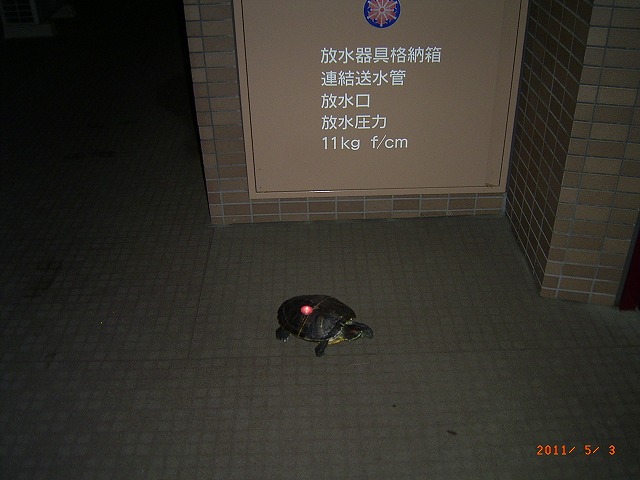 �T�o�J�����`�ʐ^�ҁi�~�h���K���̎ʐ^�j�`�Ȃ�j�v���g�o