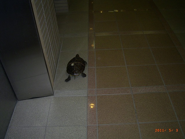 �T�o�J�����`�ʐ^�ҁi�~�h���K���̎ʐ^�j�`�Ȃ�j�v���g�o