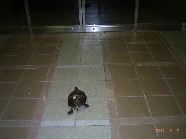 �T�o�J�����`�ʐ^�ҁi�~�h���K���̎ʐ^�j�`�Ȃ�j�v���g�o