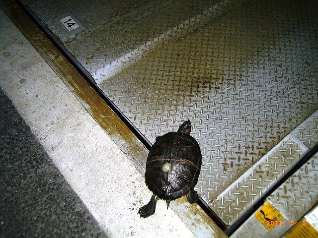 �T�o�J�����`�ʐ^�ҁi�~�h���K���̎ʐ^�j�`�Ȃ�j�v���g�o