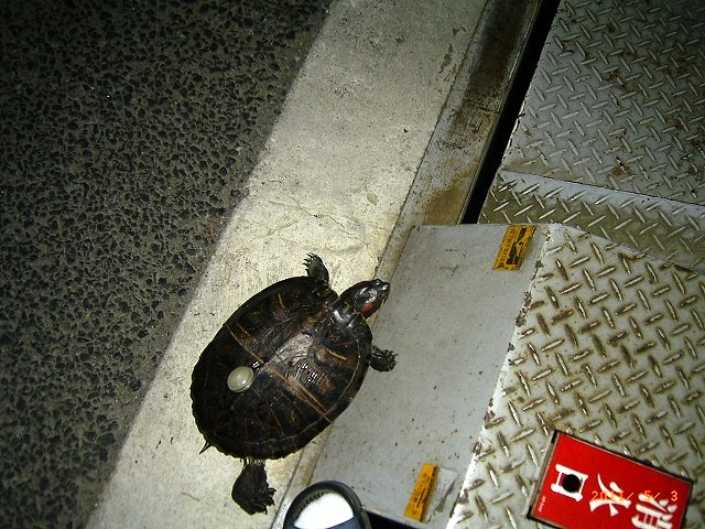 �T�o�J�����`�ʐ^�ҁi�~�h���K���̎ʐ^�j�`�Ȃ�j�v���g�o