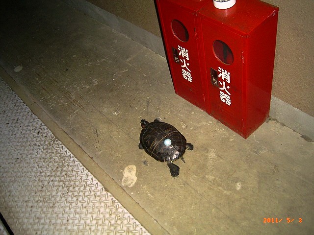 �T�o�J�����`�ʐ^�ҁi�~�h���K���̎ʐ^�j�`�Ȃ�j�v���g�o