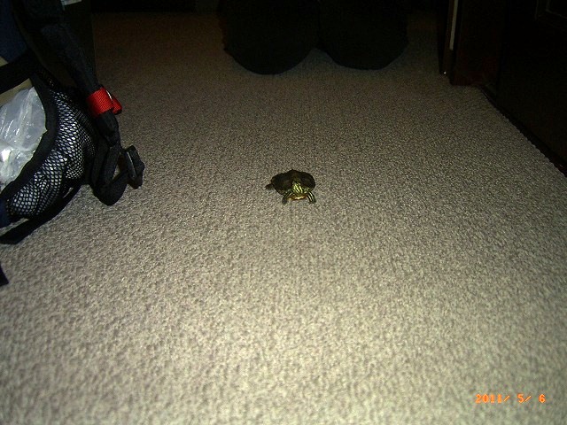 �T�o�J�����`�ʐ^�ҁi�~�h���K���̎ʐ^�j�`�Ȃ�j�v���g�o