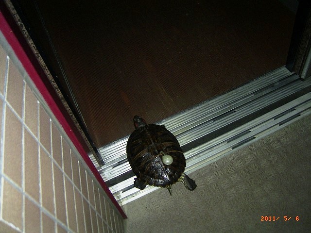 �T�o�J�����`�ʐ^�ҁi�~�h���K���̎ʐ^�j�`�Ȃ�j�v���g�o