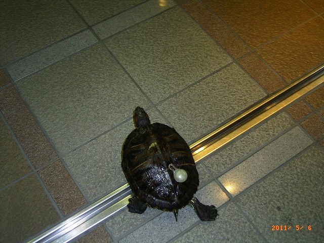 �T�o�J�����`�ʐ^�ҁi�~�h���K���̎ʐ^�j�`�Ȃ�j�v���g�o