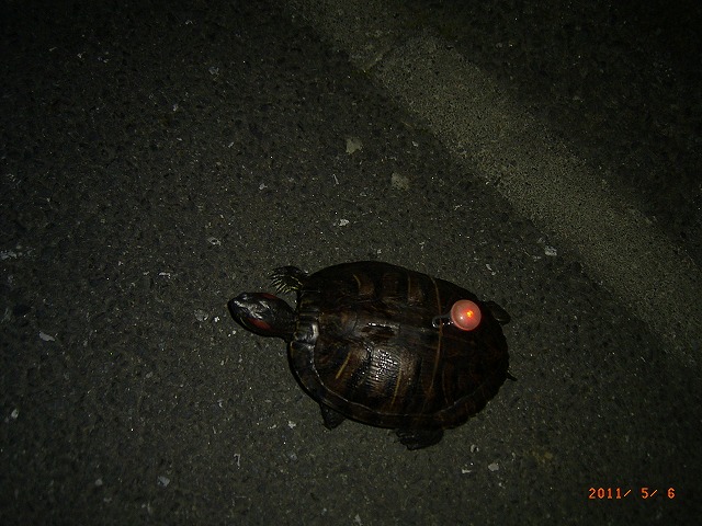 �T�o�J�����`�ʐ^�ҁi�~�h���K���̎ʐ^�j�`�Ȃ�j�v���g�o