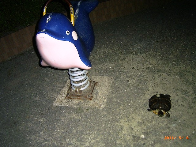 �T�o�J�����`�ʐ^�ҁi�~�h���K���̎ʐ^�j�`�Ȃ�j�v���g�o