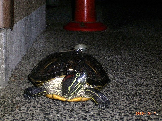 �T�o�J�����`�ʐ^�ҁi�~�h���K���̎ʐ^�j�`�Ȃ�j�v���g�o