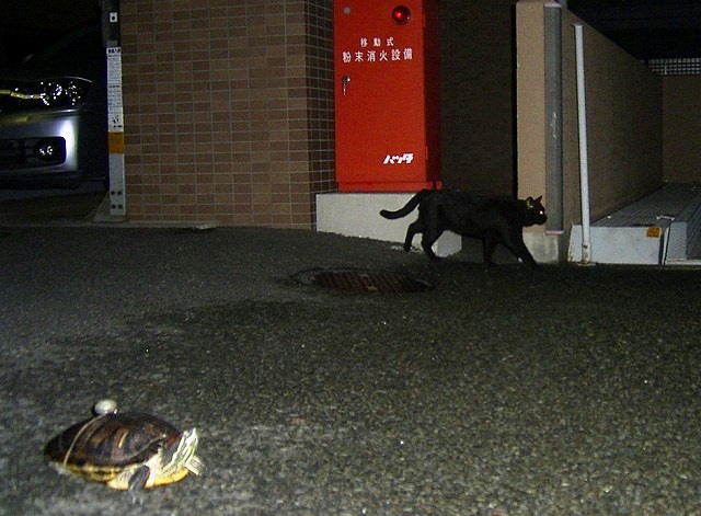 �T�o�J�����`�ʐ^�ҁi�~�h���K���̎ʐ^�j�`�Ȃ�j�v���g�o