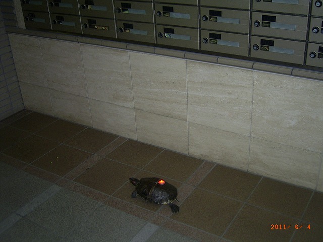 �T�o�J�����`�ʐ^�ҁi�~�h���K���̎ʐ^�j�`�Ȃ�j�v���g�o