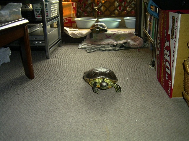 �T�o�J�����`�ʐ^�ҁi�~�h���K���̎ʐ^�j�`�Ȃ�j�v���g�o