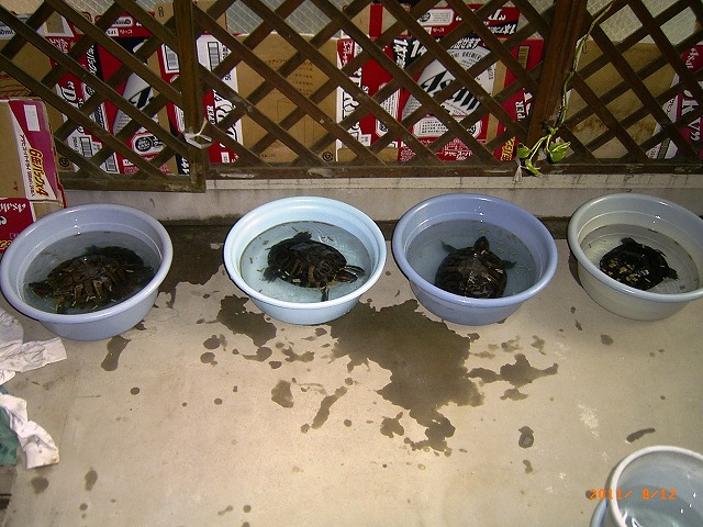 �T�o�J�����`�ʐ^�ҁi�~�h���K���̎ʐ^�j�`�Ȃ�j�v���g�o