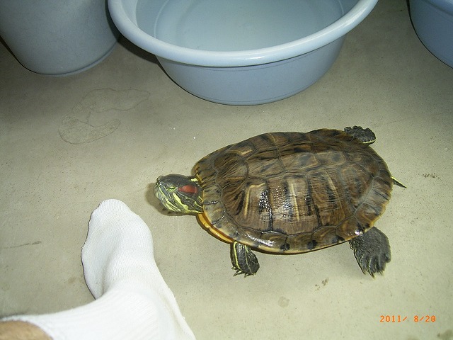 �T�o�J�����`�ʐ^�ҁi�~�h���K���̎ʐ^�j�`�Ȃ�j�v���g�o