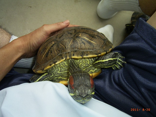 �T�o�J�����`�ʐ^�ҁi�~�h���K���̎ʐ^�j�`�Ȃ�j�v���g�o