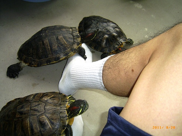 �T�o�J�����`�ʐ^�ҁi�~�h���K���̎ʐ^�j�`�Ȃ�j�v���g�o