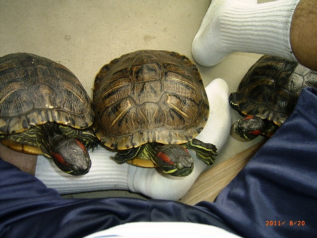 �T�o�J�����`�ʐ^�ҁi�~�h���K���̎ʐ^�j�`�Ȃ�j�v���g�o