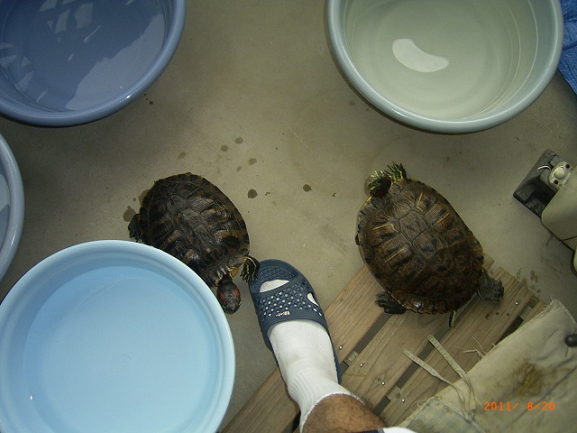 �T�o�J�����`�ʐ^�ҁi�~�h���K���̎ʐ^�j�`�Ȃ�j�v���g�o