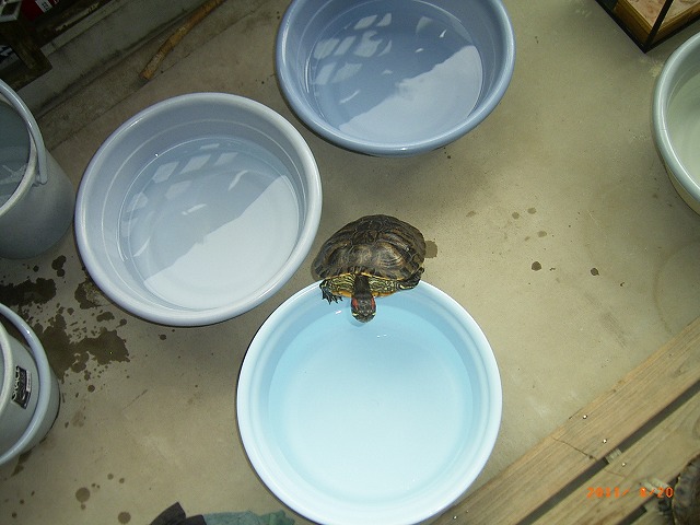 �T�o�J�����`�ʐ^�ҁi�~�h���K���̎ʐ^�j�`�Ȃ�j�v���g�o