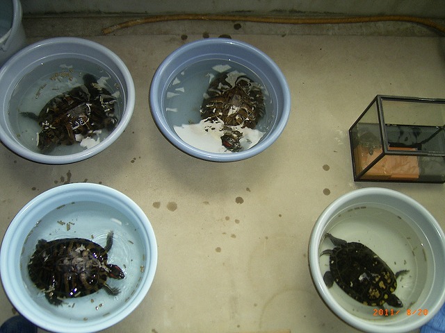 �T�o�J�����`�ʐ^�ҁi�~�h���K���̎ʐ^�j�`�Ȃ�j�v���g�o