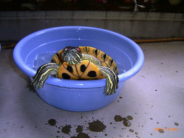 �T�o�J�����`�ʐ^�ҁi�~�h���K���̎ʐ^�j�`�Ȃ�j�v���g�o