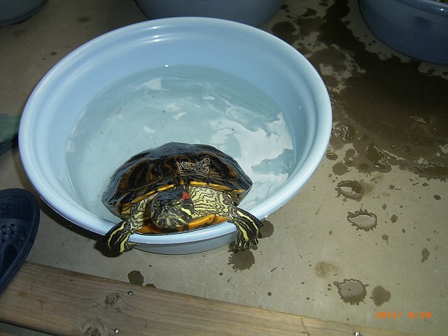 �T�o�J�����`�ʐ^�ҁi�~�h���K���̎ʐ^�j�`�Ȃ�j�v���g�o