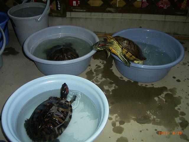 �T�o�J�����`�ʐ^�ҁi�~�h���K���̎ʐ^�j�`�Ȃ�j�v���g�o