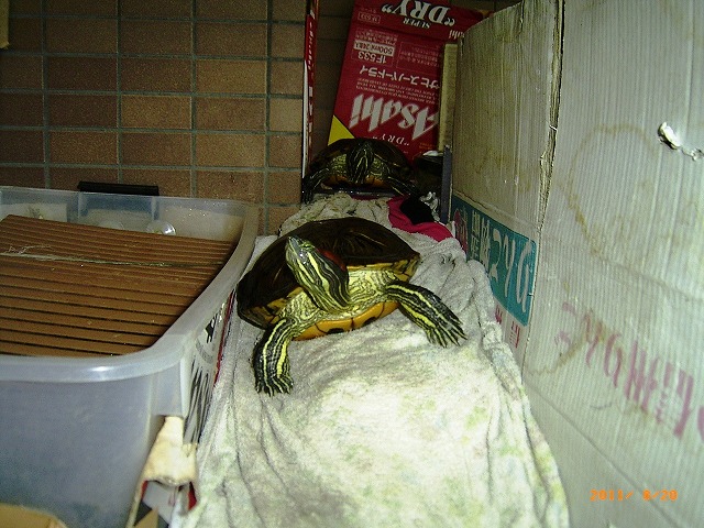 �T�o�J�����`�ʐ^�ҁi�~�h���K���̎ʐ^�j�`�Ȃ�j�v���g�o