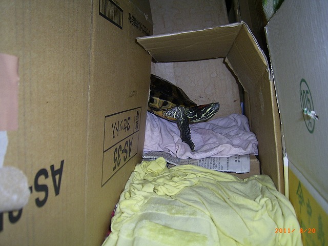 �T�o�J�����`�ʐ^�ҁi�~�h���K���̎ʐ^�j�`�Ȃ�j�v���g�o