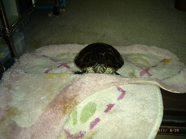 �T�o�J�����`�ʐ^�ҁi�~�h���K���̎ʐ^�j�`�Ȃ�j�v���g�o