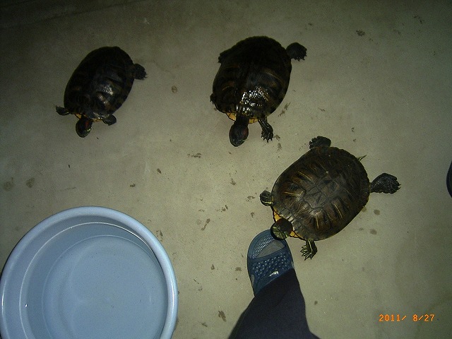 �T�o�J�����`�ʐ^�ҁi�~�h���K���̎ʐ^�j�`�Ȃ�j�v���g�o