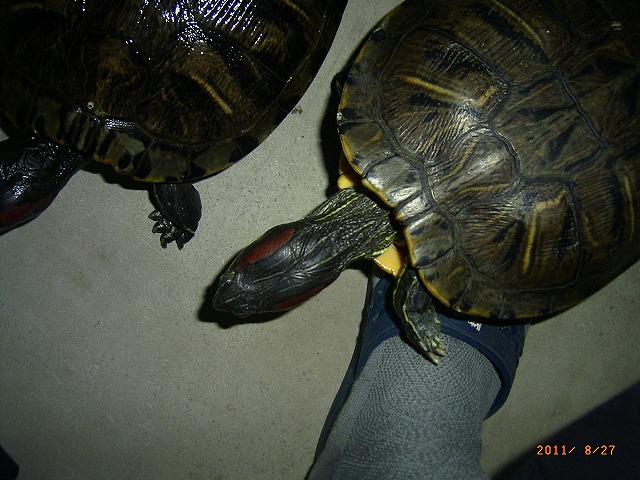 �T�o�J�����`�ʐ^�ҁi�~�h���K���̎ʐ^�j�`�Ȃ�j�v���g�o