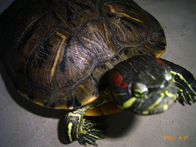 �T�o�J�����`�ʐ^�ҁi�~�h���K���̎ʐ^�j�`�Ȃ�j�v���g�o