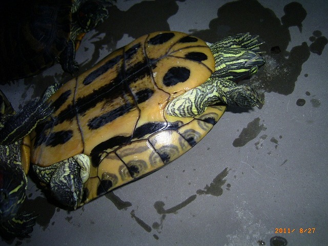 �T�o�J�����`�ʐ^�ҁi�~�h���K���̎ʐ^�j�`�Ȃ�j�v���g�o