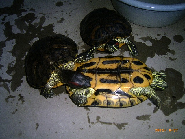 �T�o�J�����`�ʐ^�ҁi�~�h���K���̎ʐ^�j�`�Ȃ�j�v���g�o