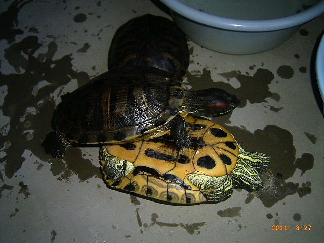 �T�o�J�����`�ʐ^�ҁi�~�h���K���̎ʐ^�j�`�Ȃ�j�v���g�o