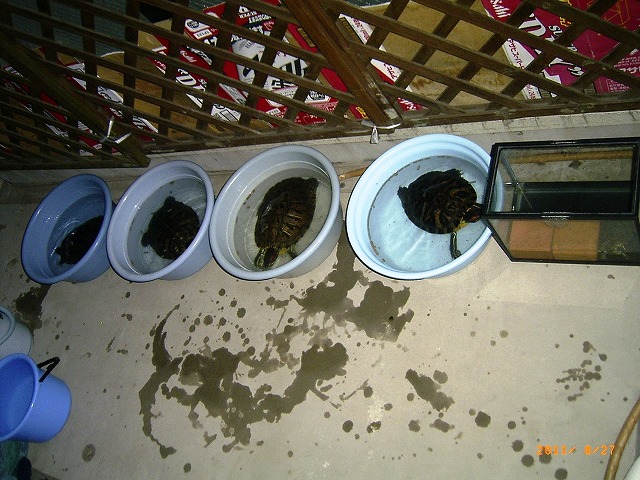 �T�o�J�����`�ʐ^�ҁi�~�h���K���̎ʐ^�j�`�Ȃ�j�v���g�o