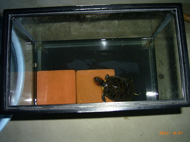 �T�o�J�����`�ʐ^�ҁi�~�h���K���̎ʐ^�j�`�Ȃ�j�v���g�o