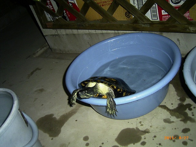 �T�o�J�����`�ʐ^�ҁi�~�h���K���̎ʐ^�j�`�Ȃ�j�v���g�o