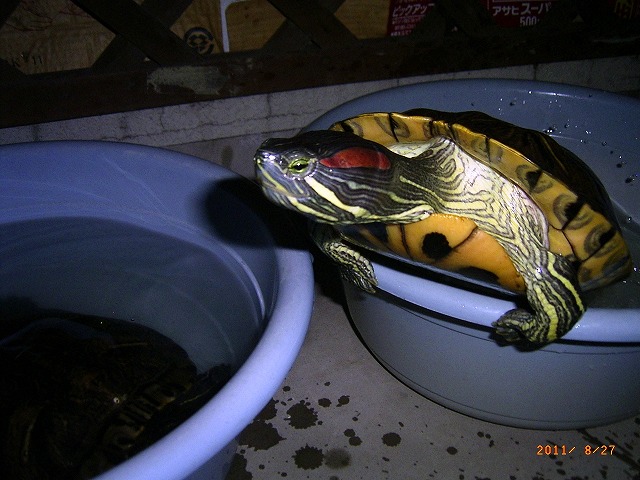 �T�o�J�����`�ʐ^�ҁi�~�h���K���̎ʐ^�j�`�Ȃ�j�v���g�o