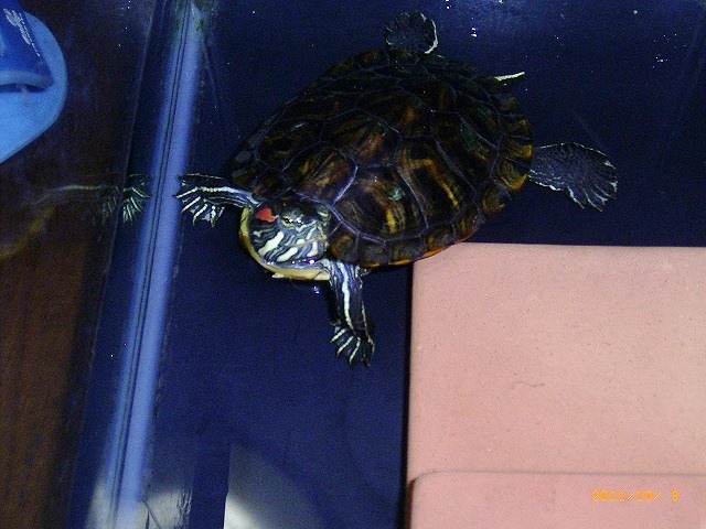 �T�o�J�����`�ʐ^�ҁi�~�h���K���̎ʐ^�j�`�Ȃ�j�v���g�o