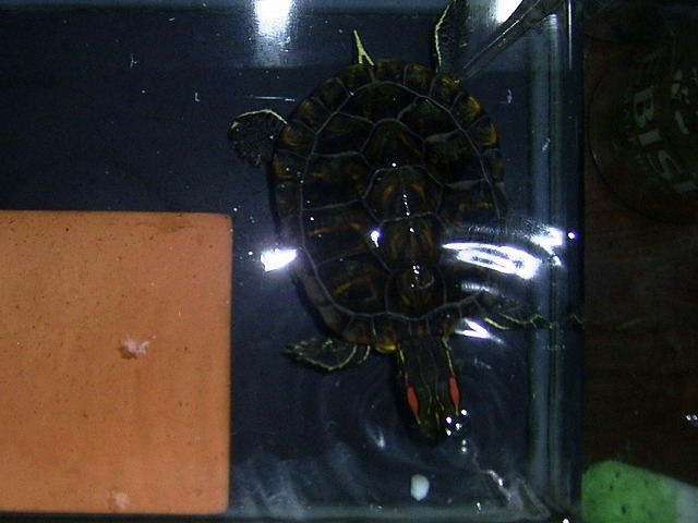 �T�o�J�����`�ʐ^�ҁi�~�h���K���̎ʐ^�j�`�Ȃ�j�v���g�o