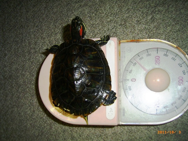 �T�o�J�����`�ʐ^�ҁi�~�h���K���̎ʐ^�j�`�Ȃ�j�v���g�o