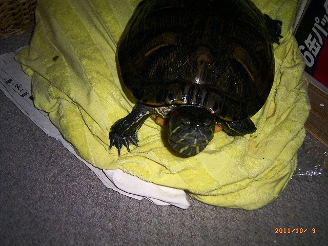 �T�o�J�����`�ʐ^�ҁi�~�h���K���̎ʐ^�j�`�Ȃ�j�v���g�o