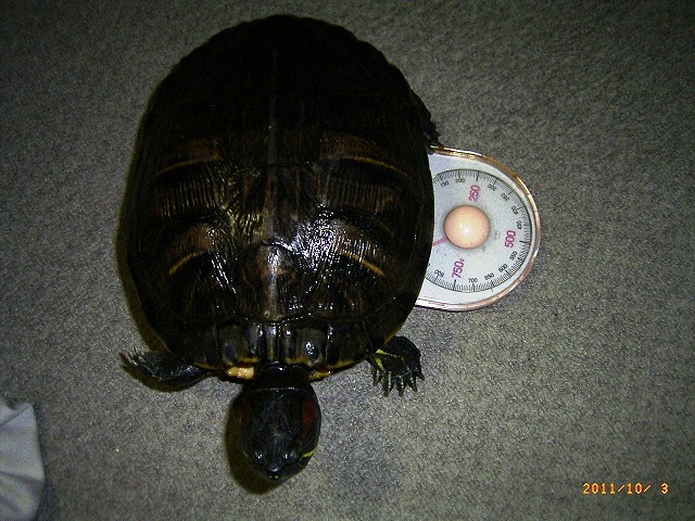 �T�o�J�����`�ʐ^�ҁi�~�h���K���̎ʐ^�j�`�Ȃ�j�v���g�o