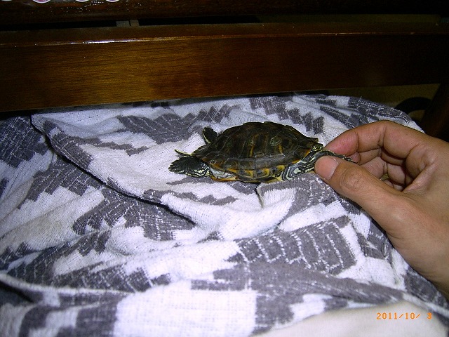 �T�o�J�����`�ʐ^�ҁi�~�h���K���̎ʐ^�j�`�Ȃ�j�v���g�o